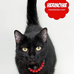 Thumbnail photo of Hermoine #3