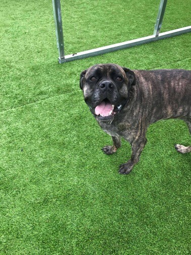 Vancouver Wa Cane Corso Meet Enzo A Pet For Adoption