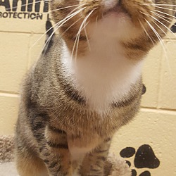 Thumbnail photo of Beckley (Special Adoption Fee) #4