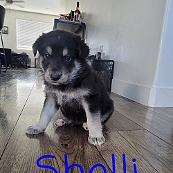Photo of Shelli
