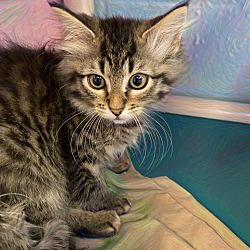 Photo of Buttercup