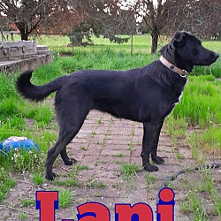 Thumbnail photo of Lani #4