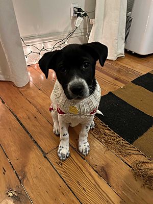 New York, NY - Beagle/Catahoula Leopard Dog. Meet Marigold a Pet for ...