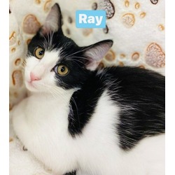 Thumbnail photo of Ray #1