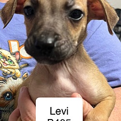 Thumbnail photo of Levi B405 #1