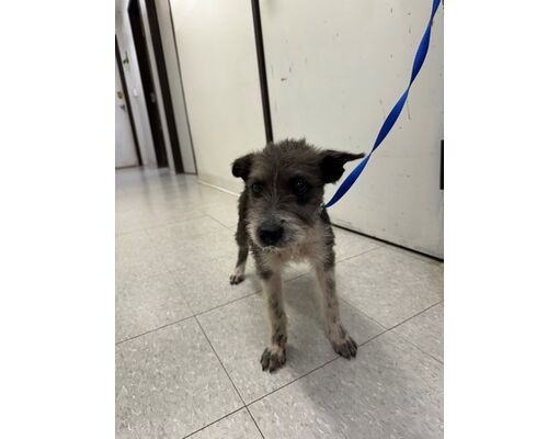 Everman, Tx - Terrier (unknown Type, Medium) Chihuahua. Meet Jenny A 