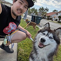 adopt a pet