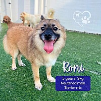 adopt-pet