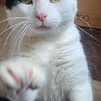 adopt a pet