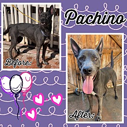Thumbnail photo of Pachino #4