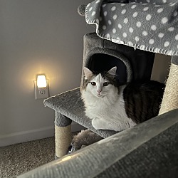 Photo of Juno (BONDED PAIR)