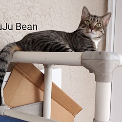 Thumbnail photo of JUJU BEAN #1