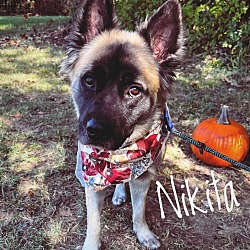 Photo of Nikita