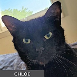 Thumbnail photo of Chloe #4