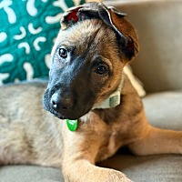 adopt a pet