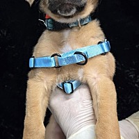 adopt a pet