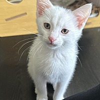 COLBY (BONDED TO CODY) - Domestic Shorthair available for adoption