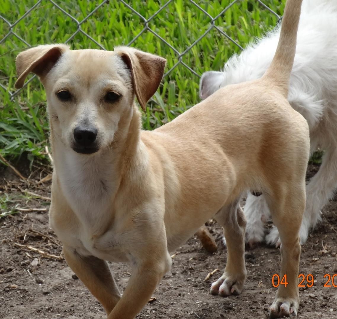 tan chihuahua mix