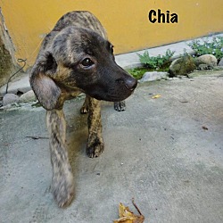 Thumbnail photo of Chia #2