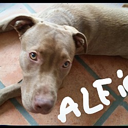 Thumbnail photo of ALFIE #1