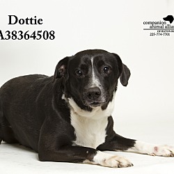 Thumbnail photo of Dottie #2