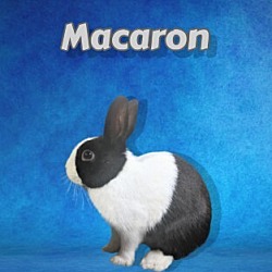 Photo of Macaron
