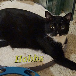 Photo of Hobbs