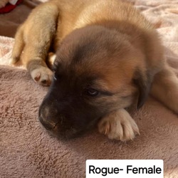 Thumbnail photo of Rogue #1
