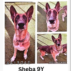 Thumbnail photo of Sheba DDG- #3