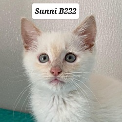 Photo of Sunni B222