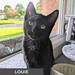 Thumbnail photo of Louie #1