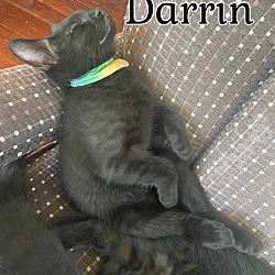 Thumbnail photo of Darrin #4