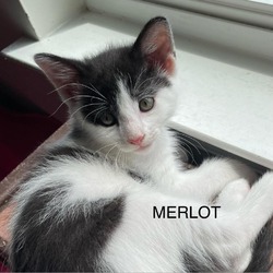 Thumbnail photo of Merlot #1