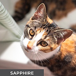 Thumbnail photo of Sapphire #2