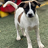 adopt-pet