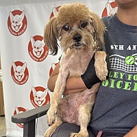 adopt a pet