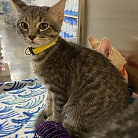 adopt a pet