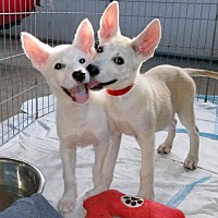 adopt a pet