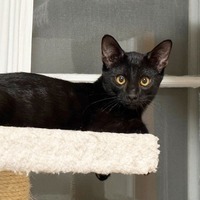 adopt-pet