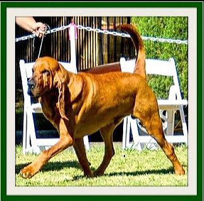 retired bloodhounds for adoption