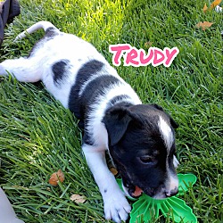 Thumbnail photo of Trudy #1