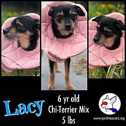 Thumbnail photo of Lacy #2