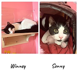Photo of Winney & Sonny-Bonded Pair