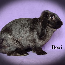 Photo of Roxie