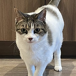 Photo of Koshka
