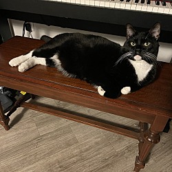 Photo of Shadow
