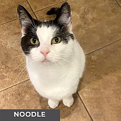 Photo of Noodle