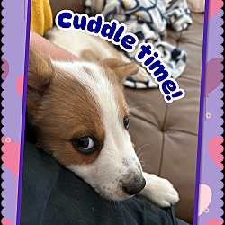 Thumbnail photo of Cuddly COMET #4
