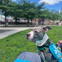 adopt a pet