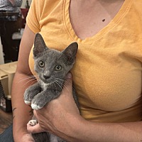 adopt a pet